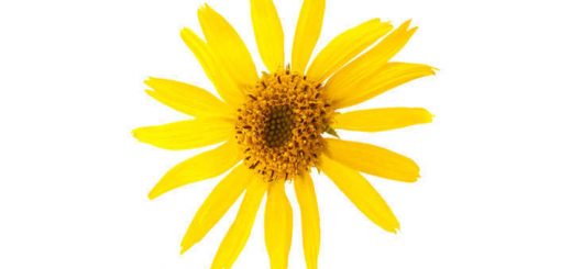 arnica nombre cientifico y uso medicinal